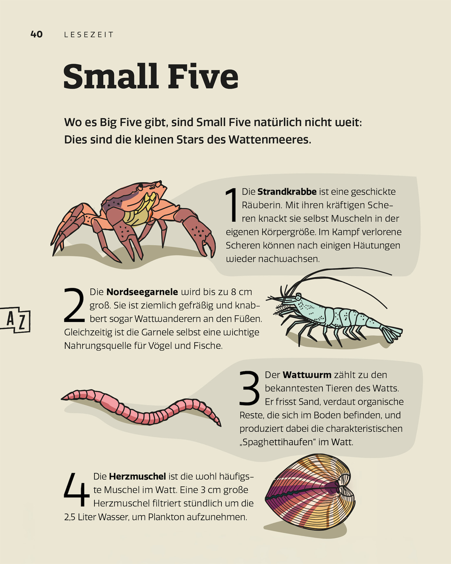 AMRUMZEIT Doppelseite &bdquo;Small Five&ldquo; mit illustrierten Wattenmeer-Tieren